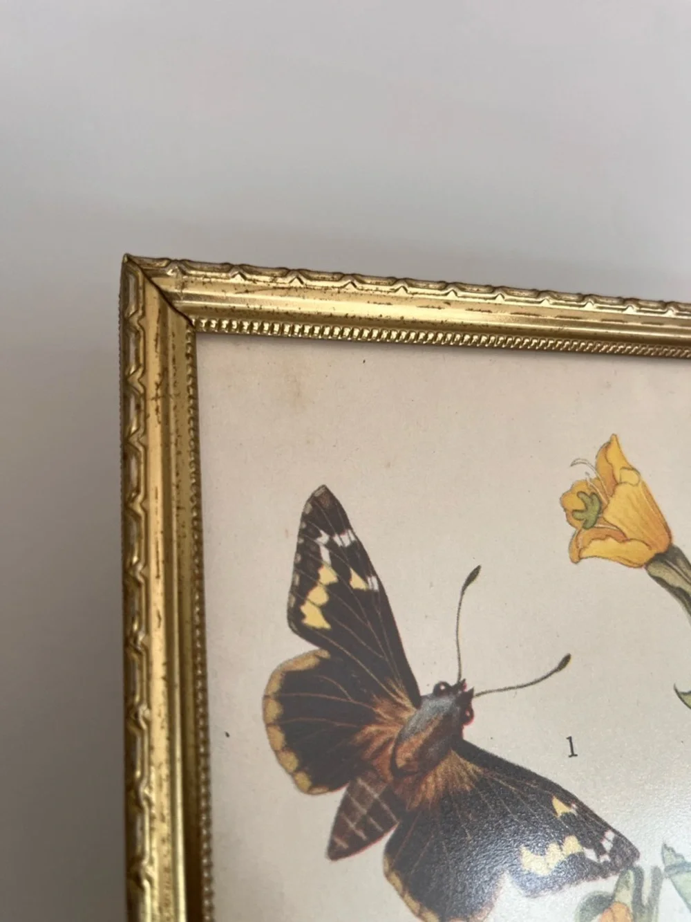 N/A framed botanical